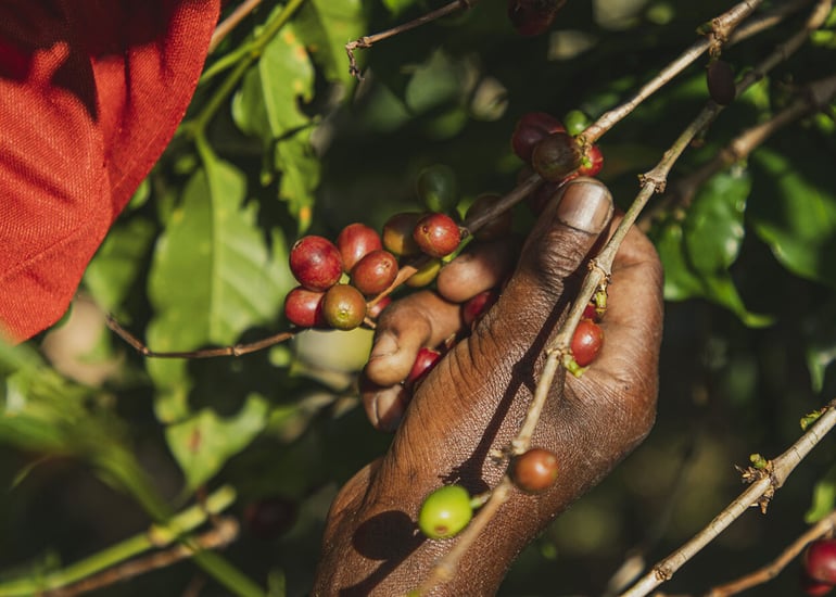 Rwanda coffee cherries