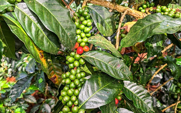 Green coffee Peru