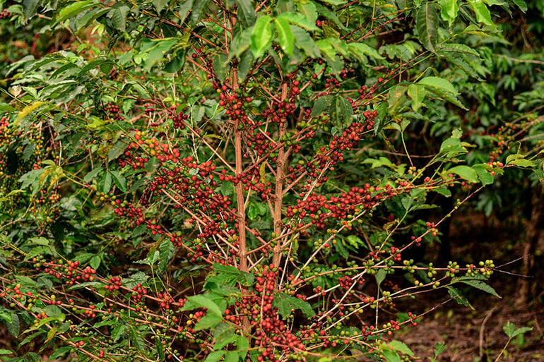 Rwanda Coffee Trees