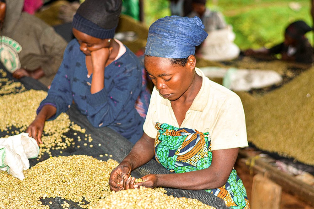 Rwanda Harvest News: a Second Year of High Farm-Gate Prices