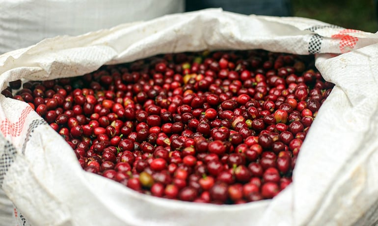 Ethiopia cherries-web