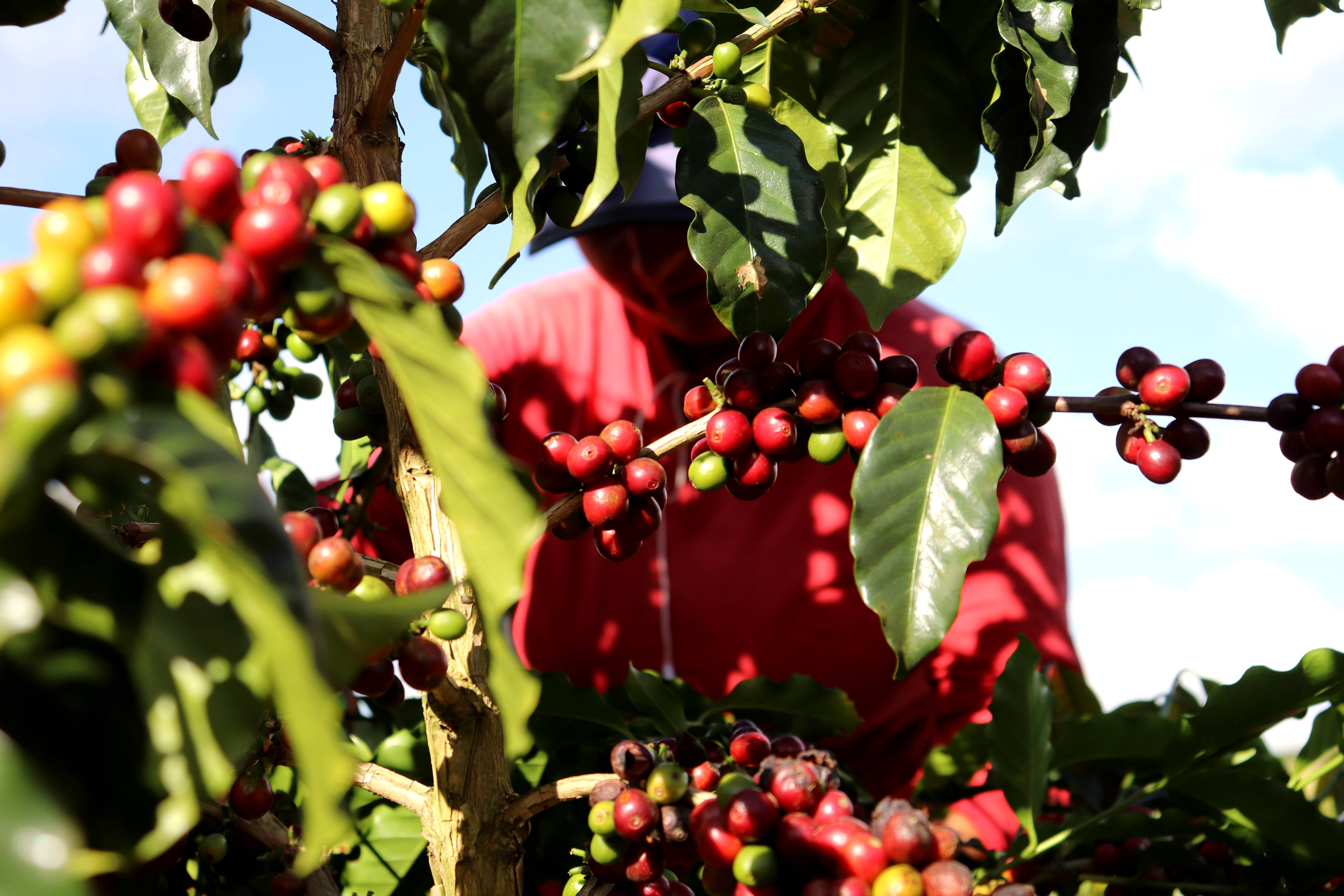 Fazenda Samambaia (18)