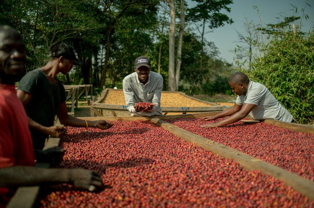 Specialty Robusta