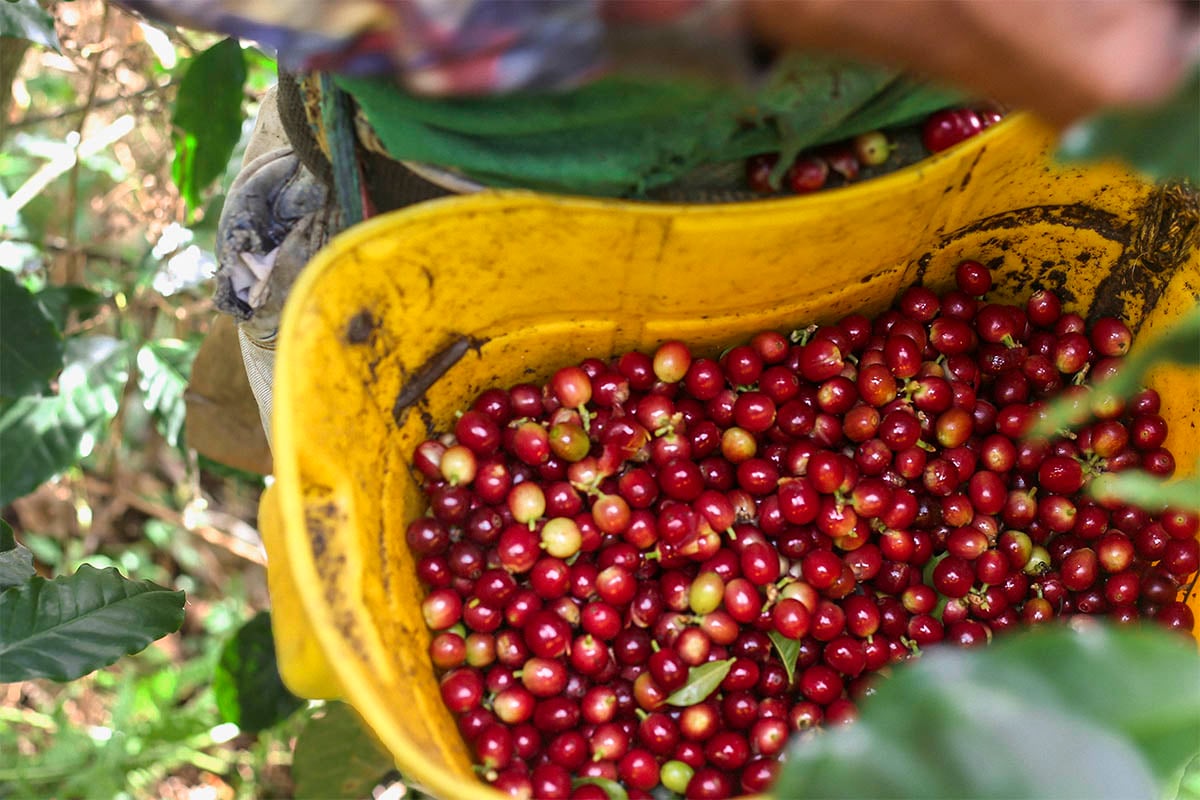 Colombian coffee harvest