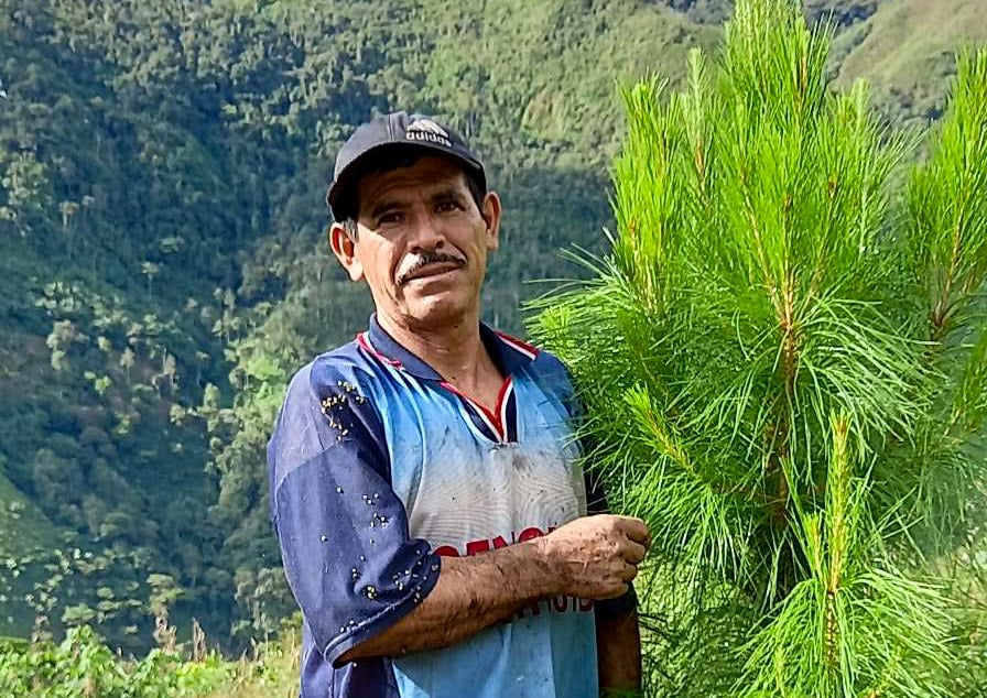 Back in 2019, Aurelio Herrera Estela took the decision to plant both a hectare of coffee in an agroforestry system and half a hectare of forest. We took this picture last week, two years after plantation in front of one of his strong trees. Aurelio is a proud producer from the Jumarp Cooperative.