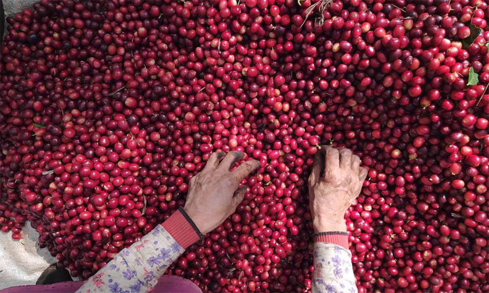 Myanmar coffee