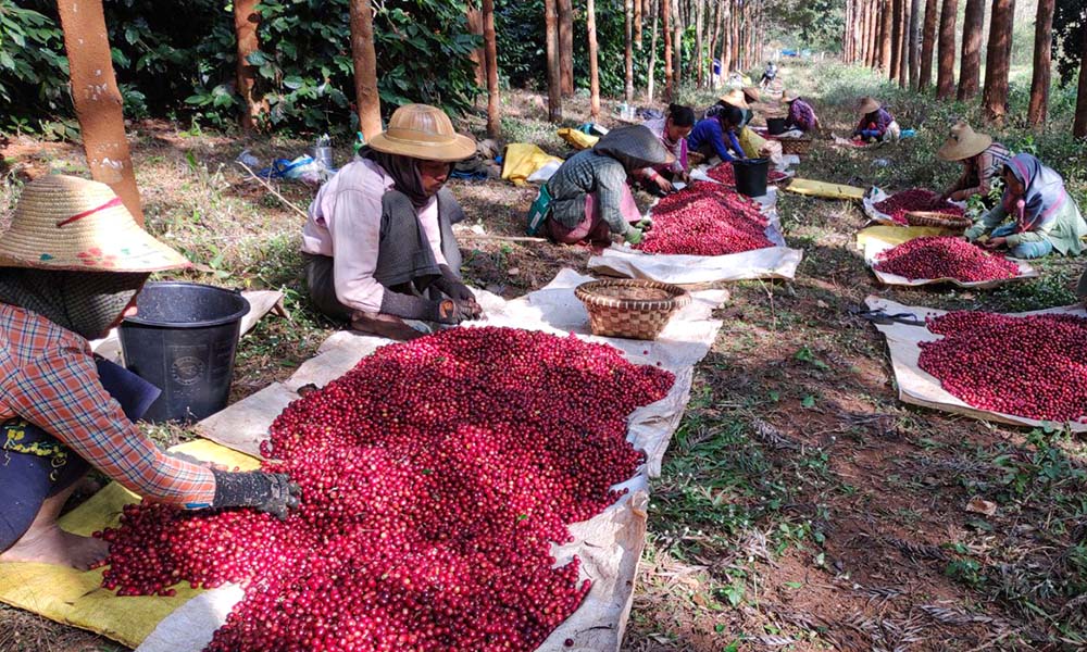 Moe htet  farmers- Myanmar