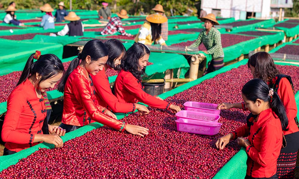 Myanmar coffee.web