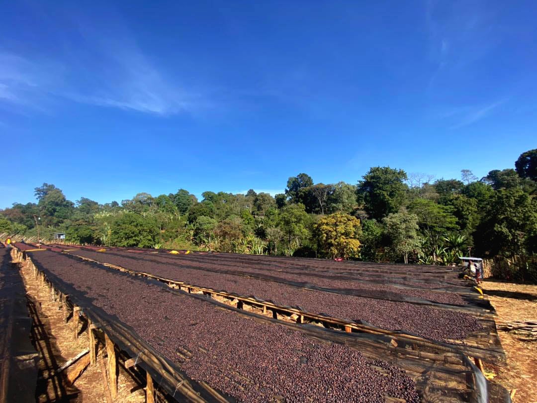 Natural specialty drying in Benti Nenqa*