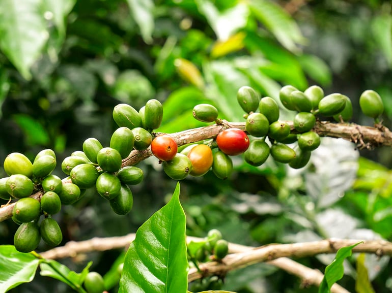 Coffee cherries Colombia
