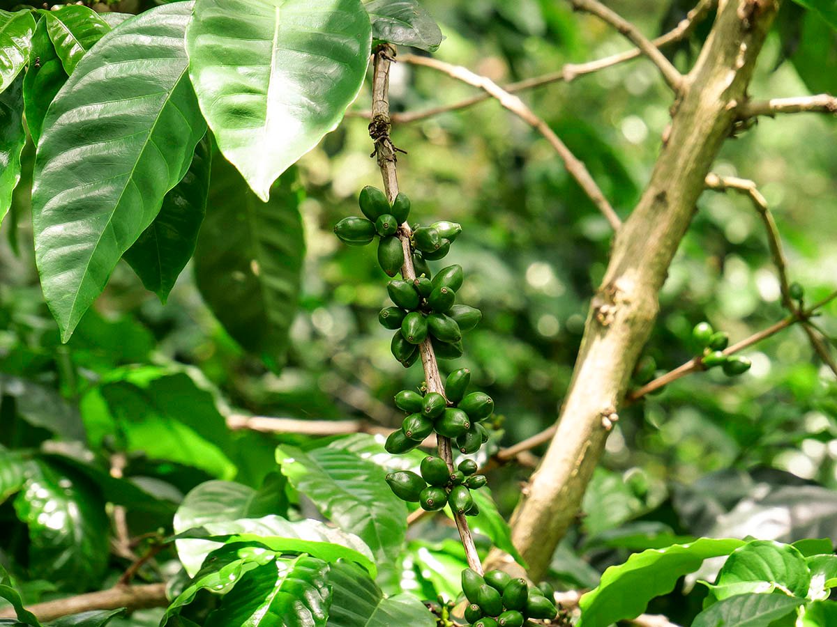 Coffee varieties Colombia