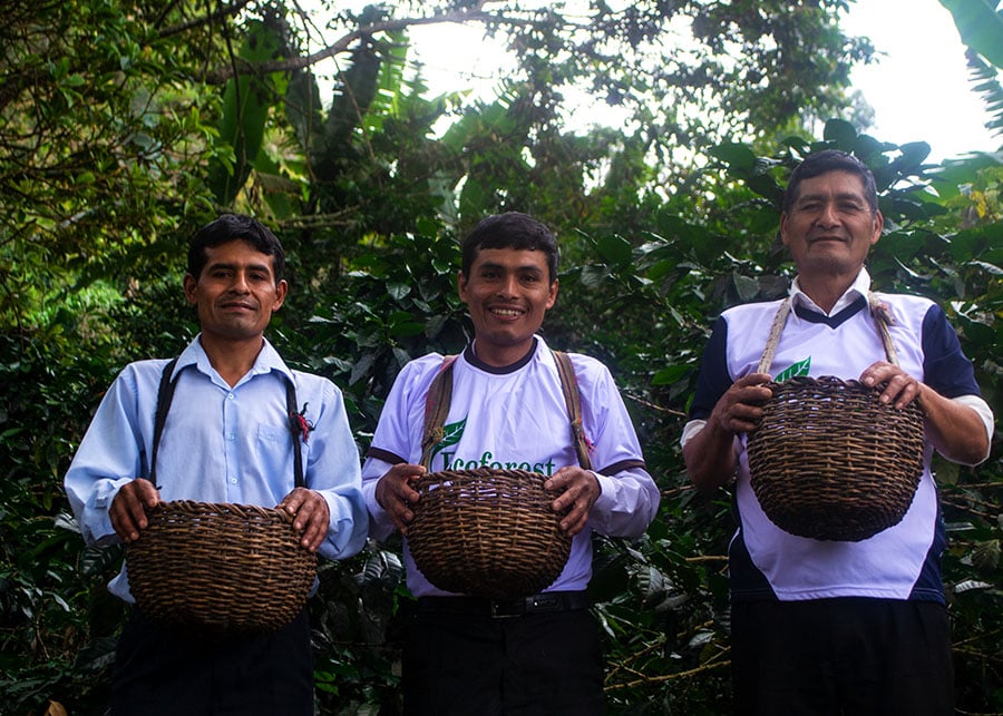 Smallholder shade grown coffee Peru