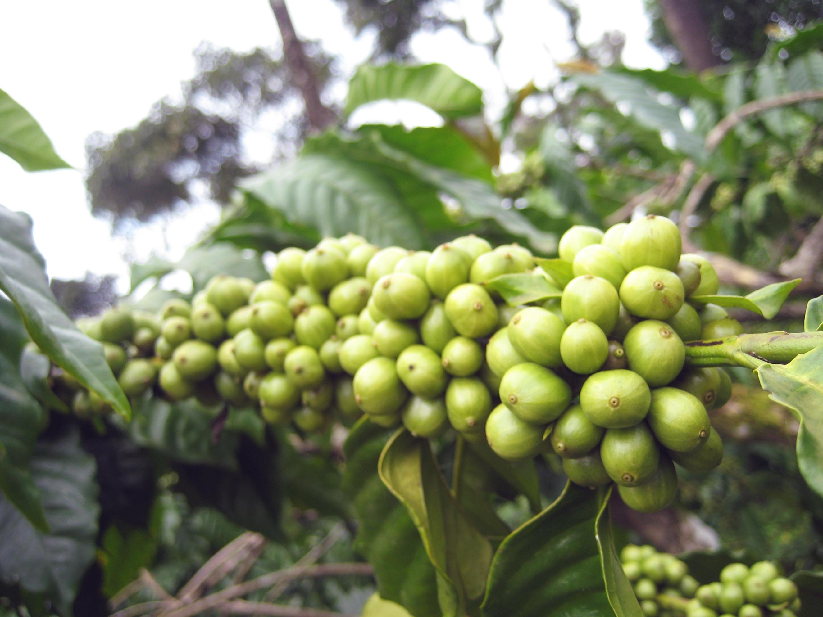 Robusta cluster_web