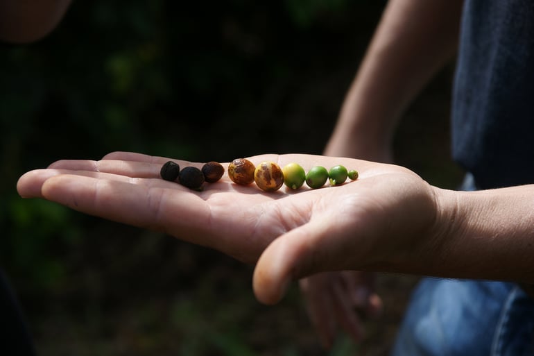 Samambaia Coffee Cherry Stages*