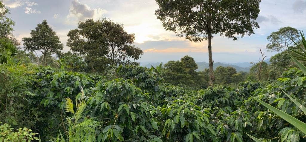 Mancile Coffee farm