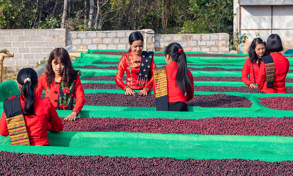 Shwe Taung Thu Myanmar coffee