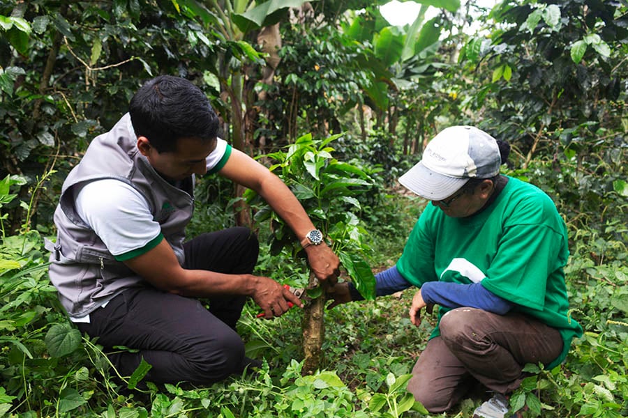 How much does coffee contribute to deforestation?