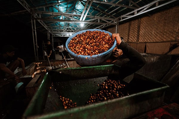 catur-coffee-indonesia-fermentation