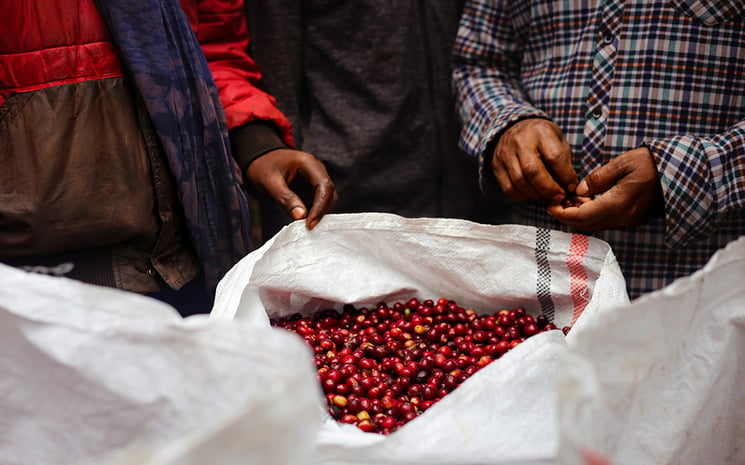Ethiopian Coffee Cherries