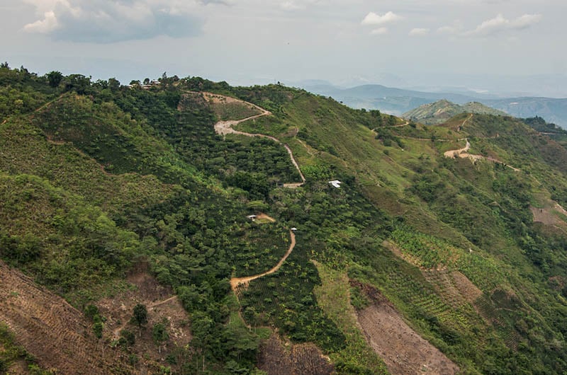 Is coffee a forest-risk commodity?