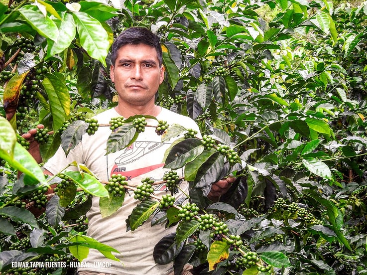 Coffee farmer Peru