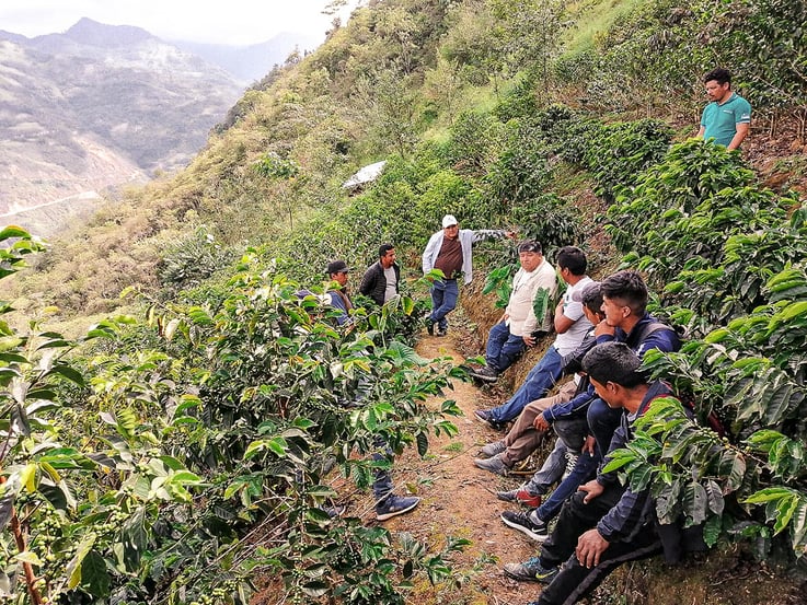 Peruvian coffee production