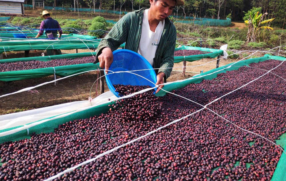 Myanmar Dry Natural Coffee