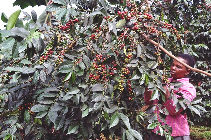 mt elgon3-female-farmer