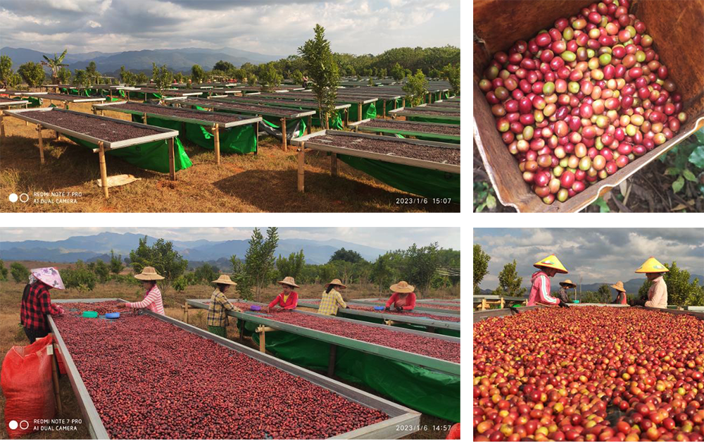 Myanmar coffee harvest 2023