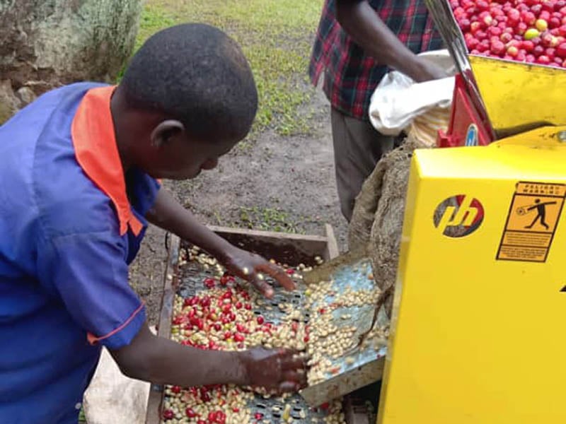 processing-farmer-mtelgon