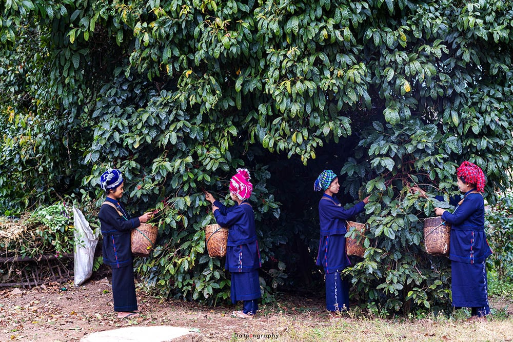 Myanmar coffee producers 