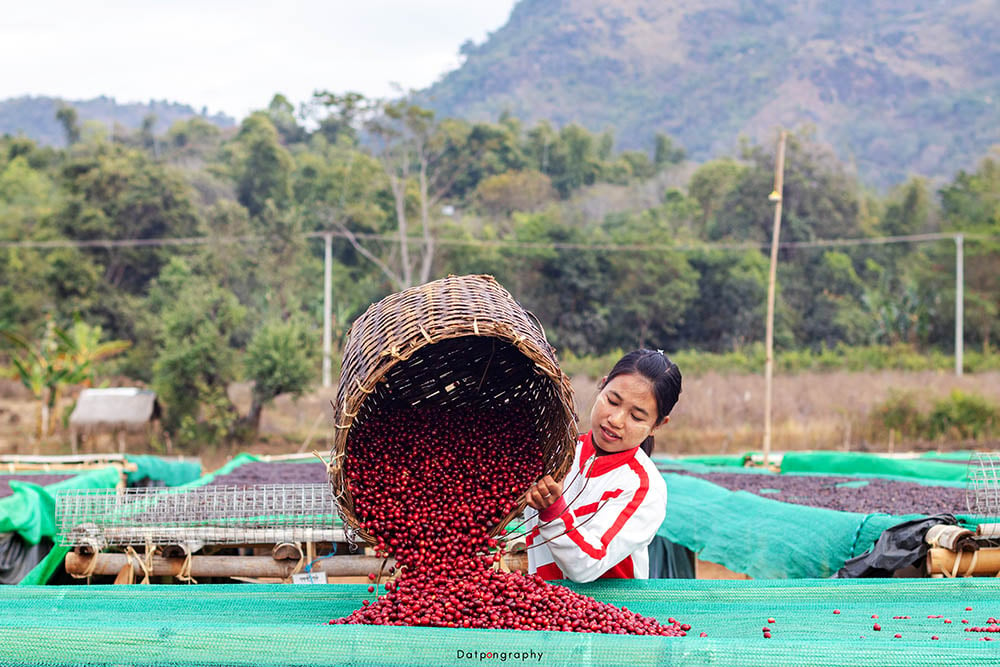 Womens coffee Myanmar