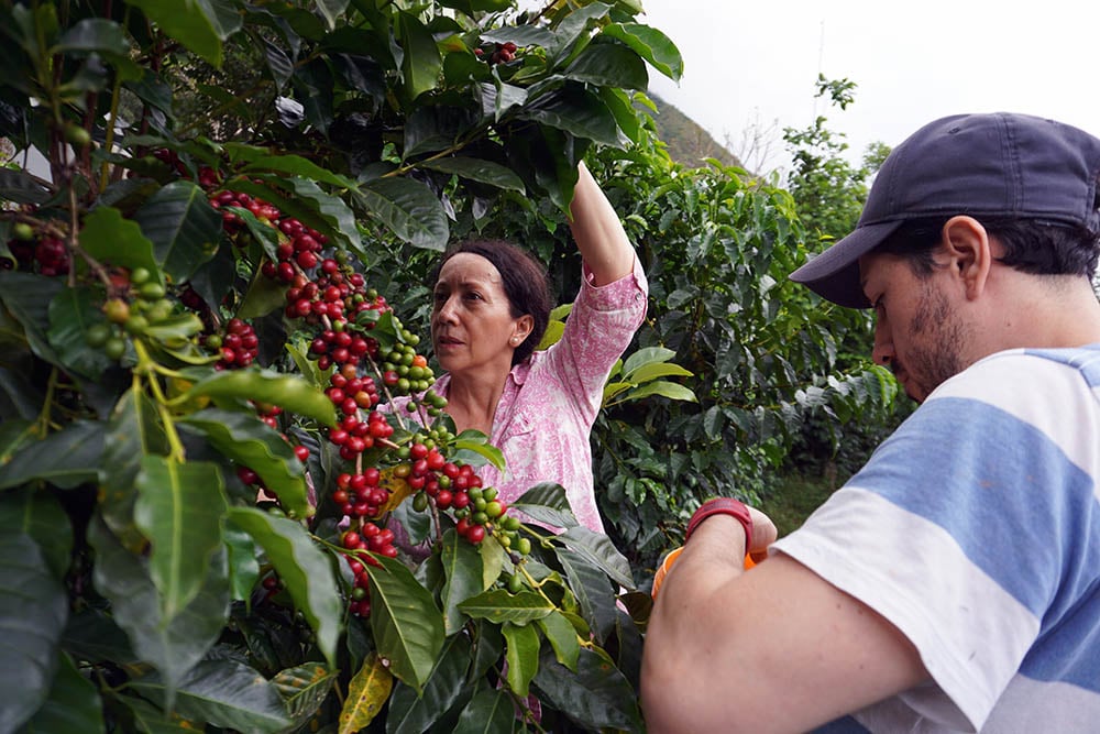 Siempre Verde Farm Specialty Green Coffee Beans Ecuador