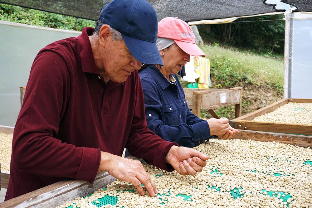 siempre-verde-ecuador-sorting-web