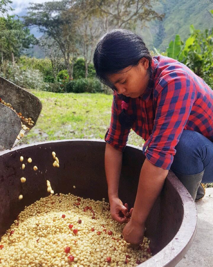 Siempre Verde Farm Specialty Green Coffee Beans Ecuador