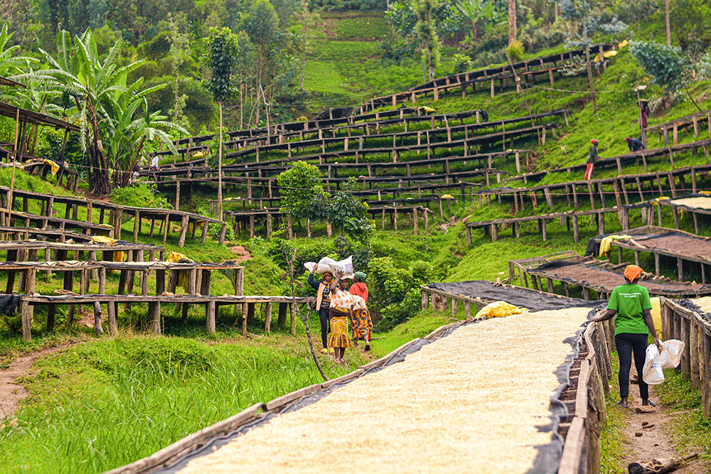 Rwanda Harvest News: a Second Year of High Farm-Gate Prices